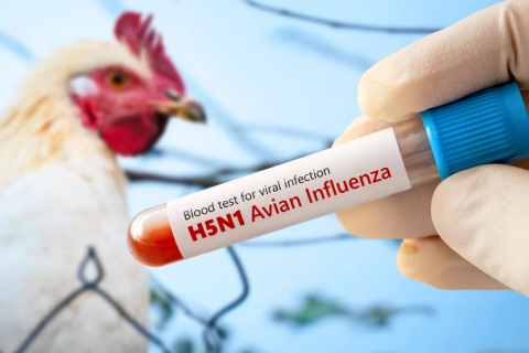 Gripe Aviária, Influenza ou Covid-19? Especialista ensina como diferenciar os casos na prática clínica