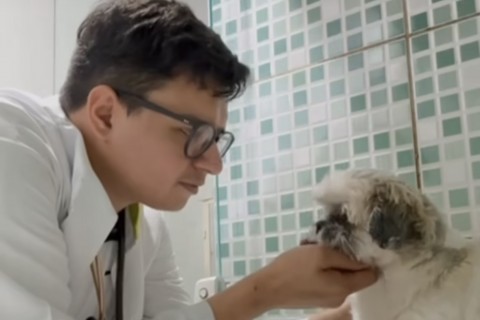 FIQUE ATENTO! O GLAUCOMA PODE CEGAR O SEU CÃO